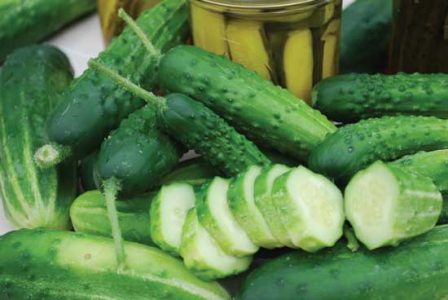 A Lesson on Heirloom Cucumber Plants Image